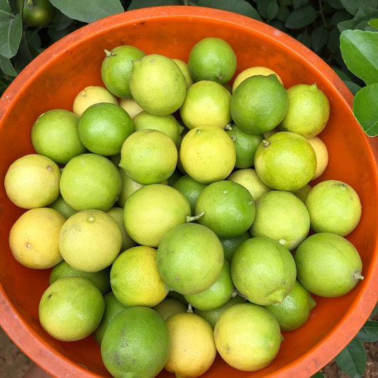 Homemade Lemon -Nimmakaya Pickle - AAMCHILLI
