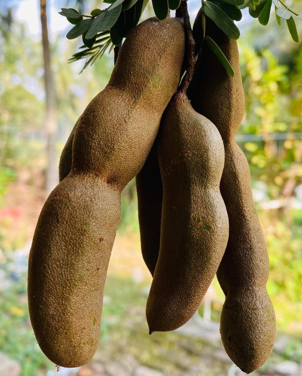 Tamarind - (Raw) Chintakaya Pickle - Home Made (Seedless) - AAMCHILLI